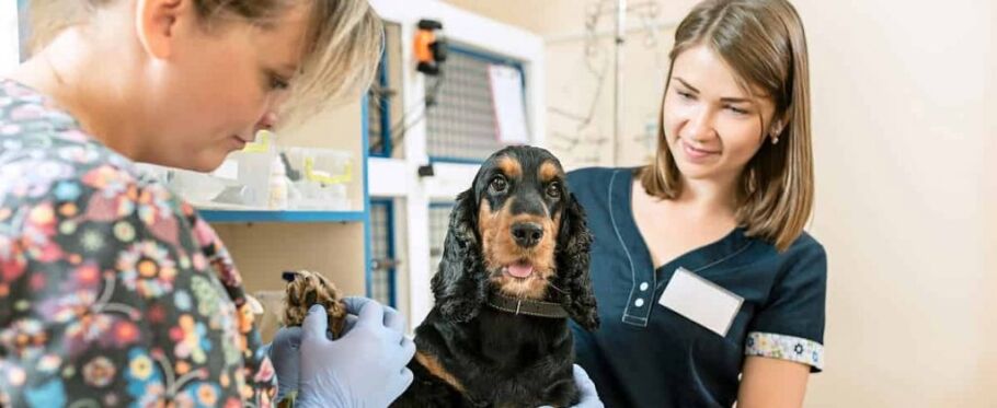 Veterinary staff examine a dog, symbolizing care and attention to detail.